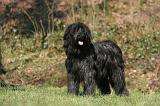 BRIARD 044